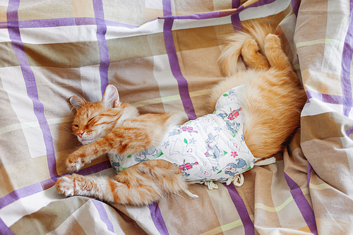 Cute ginger cat lying in bed. Fluffy pet wears a body cloth to protect bare skin and medical stitches from scratching. Napping cat has a rest after surgery.