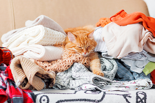 Cute ginger cat sleeps on a pile of knitted clothes. Warm knitted sweaters and scarfs are folded in heaps. Fluffy pet is dozing among cardigans. Cozy home background.