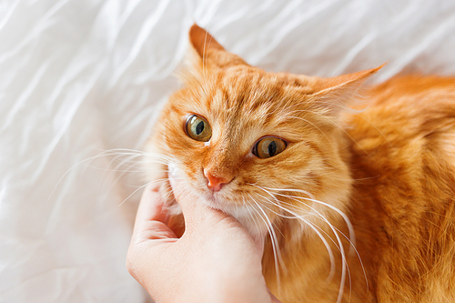 Ginger cat lies in bed, woman scratches it's neck. Funny pet with curious emotion on face.