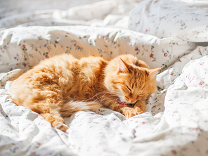 Cute ginger cat lying in bed. Fluffy pet is licking it's fur.Cozy morning bedtime at home.