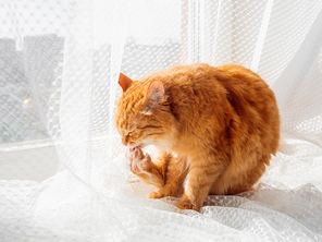 Cute ginger cat sitting on half-transparent curtain and licking it's paws. Fluffy pet on tulle. Cozy home at sunny day.