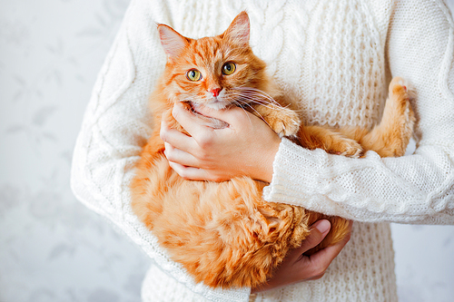 Woman in knitted sweater holding ginger cat. Pet hiding in the arms of it's mistress.