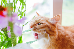 Ginger cat gnaws leaves of flowers in bouquet. Bright background, cozy morning at home.