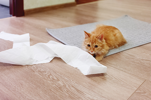 Cute ginger cat was playing with toilet paper. Fluffy pet looking scared and waiting for punishment.