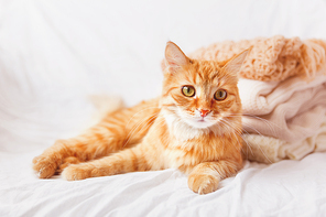 Ginger cat lies near a pile of beige woolen clothes on a white background. Warm knitted sweaters and scarfs are folded in one heap. imitation of instagram style tone, soft focus.