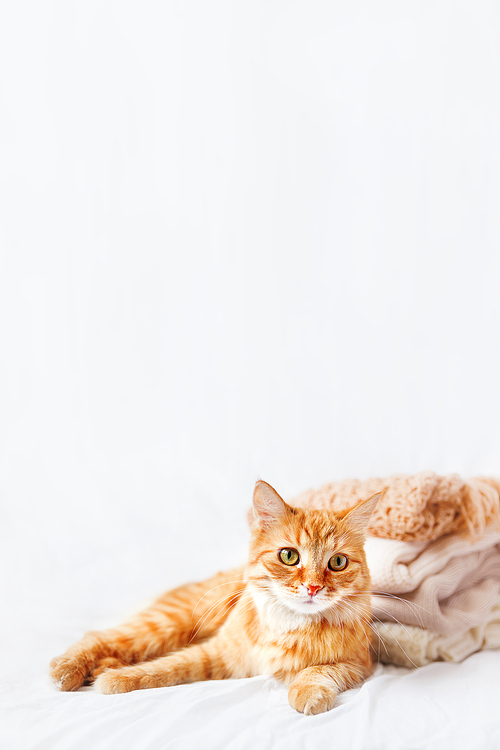 Cute ginger cat lies near a pile of beige woolen clothes on a white background. Fluffy pet staring in camera near warm knitted sweaters and scarfs which are folded in one heap. Cozy home background.