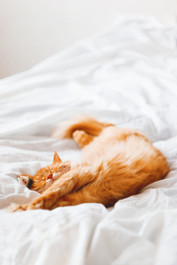 Ginger cat sleeping in bed with it's toy mouse. Cute cat dozing on white blanket. Cozy home background. Place for text.