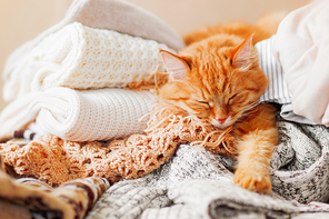 Cute ginger cat sleeps on a pile of knitted clothes. Warm knitted sweaters and scarfs are folded in heaps. Fluffy pet is dozing among cardigans. Cozy home background.