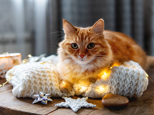 Cute ginger cat is lying on white knitted sweater. Fluffy pet on wooden table with light bulbs and Christmas decorations. Scandy style. Preparation for New Year celebration.