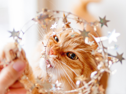 Cute ginger cat is looking through garland of golden stars. Fluffy pet is trying to bite decorations for New Year or Christmas celebration.