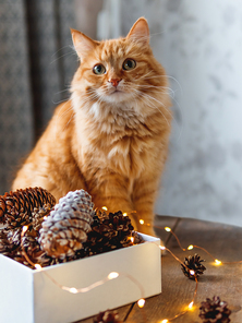 Cute ginger cat is sitting on wooden table near box with pine cones and light bulbs. Scandy style. Preparation for Christmas and New Year celebration.