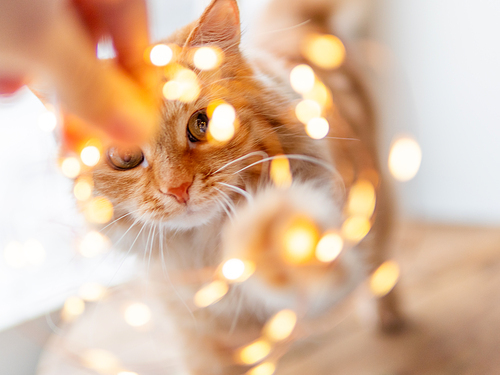 Cute ginger cat is looking through garland of light bulbs. Fluffy pet is trying to touch decorations for New Year or Christmas celebration.