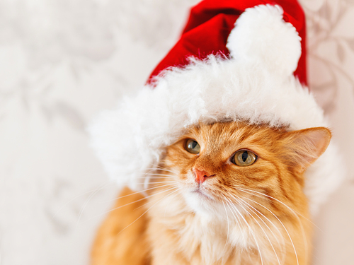 Close up portrait of cute ginger cat in Santa Claus hat. Fluffy pet staring in camera. Christmas or New Year symbol.