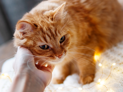 Cute ginger cat is lying on white knitted sweater with light bulbs. Woman i stroking her fluffy pet. Scandy style. Preparation for Christmas and New Year celebration.