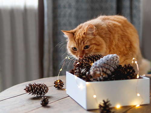 Cute ginger cat is sitting on wooden table near box with pine cones and light bulbs. Scandy style. Preparation for Christmas and New Year celebration.