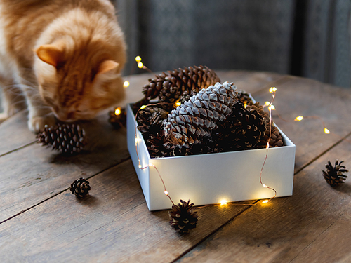 Cute ginger cat is sitting on wooden table near box with pine cones and light bulbs. Scandy style. Preparation for Christmas and New Year celebration.