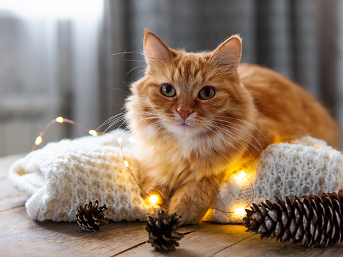 Cute ginger cat is lying on white knitted sweater. Fluffy pet on wooden table with light bulbs. Scandy style. Preparation for Christmas and New Year celebration.