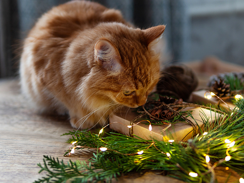 Cute ginger cat is sniffing hand made Christmas presents. Pine tree and fir tree branches on wooden table with light bulbs.