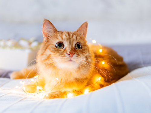 Cute ginger cat tangled in light bulb garland. Fluffy pet and box with Christmas decorations. Cozy home before New Year.