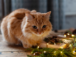 Cute ginger cat is sniffing hand made Christmas presents. Pine tree and fir tree branches on wooden table with light bulbs.