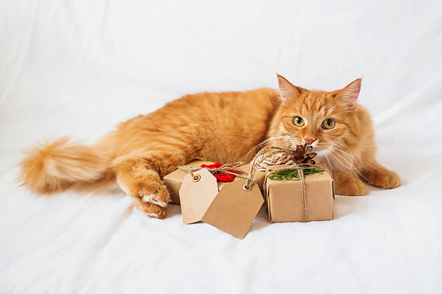 Ginger cat lies on bed and sniffing stack of christmas presents. Gifts are wrapped in craft paper and have empty tags for your text.