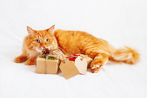 Ginger cat lies on bed and sniffing stack of christmas presents. Gifts are wrapped in craft paper and have empty tags for your text.