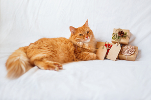 Ginger cat lies on bed with stack of christmas presents. Gifts are wrapped in craft paper and have empty tags for your text.