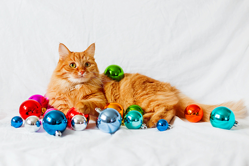 Ginger cat lies on bed among christmas decorations - bright colorful balls. The fluffy pet comfortably settled to sleep or to play. Cute cozy holiday background, morning bedtime at home.