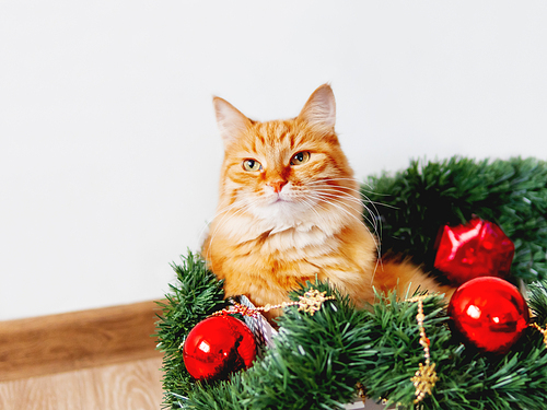 Cute ginger cat lying in box with Christmas and New Year decorations. Fluffy pet is doing to play there.