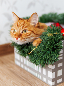 Ginger cat lies in box with Christmas and New Year decorations. Fluffy pet is doing to sleep there.