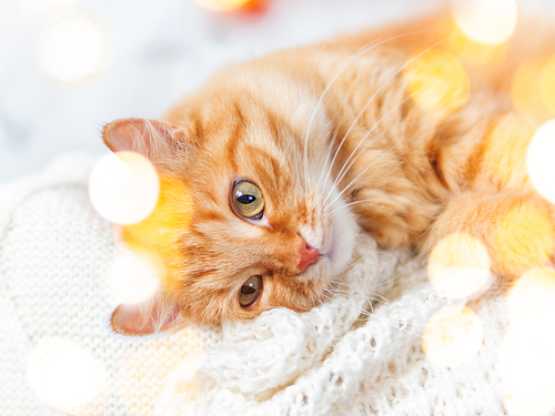 Cute ginger cat on knitted sweater. Curious fluffy pet with warm beige clothes. Light bulbs bokeh. Cozy home.