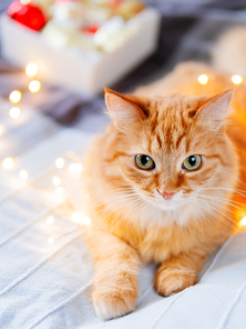 Cute ginger cat tangled in light bulb garland. Fluffy pet and box with Christmas decorations. Cozy home before New Year.