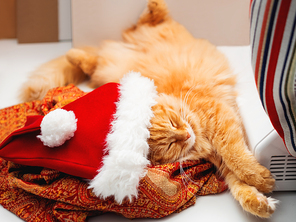 Cute ginger cat in Santa Claus hat is sleeping on work desk. Fluffy pet with New Year decoration.
