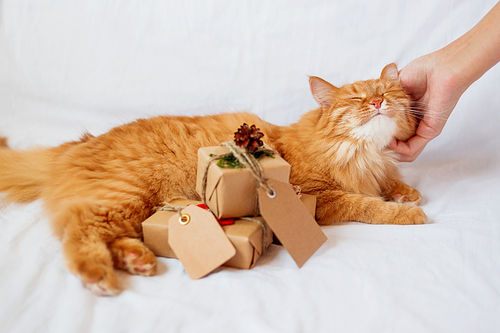 Woman scratching neck of ginger cat lies on bed with stack of christmas presents. Gifts are wrapped in craft paper and have empty tags for your text.