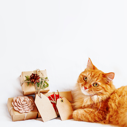 Cute ginger cat lies with stack of Christmas presents. New Year gifts are wrapped in craft paper and have empty tags for your text.