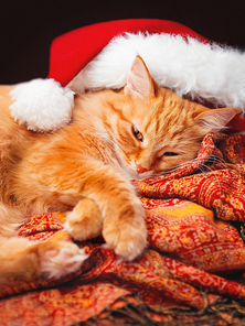 Cute ginger cat in Santa Claus hat is sleeping on colorful scarf. Fluffy pet with New Year decoration.