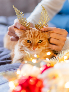 Cute ginger cat with bright golden ears made of decorative feathers. Woman playing with her fluffy pet and box with Christmas decorations. Cozy home before New Year.
