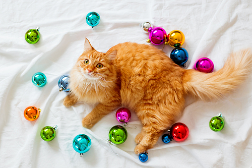 Ginger cat lies on bed among christmas decorations - bright colorful balls. The fluffy pet comfortably settled to sleep or to play. Cute cozy holiday background, morning bedtime at home.