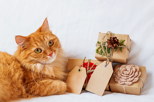 Ginger cat lies on bed with stack of christmas presents. Gifts are wrapped in craft paper and have empty tags for your text.