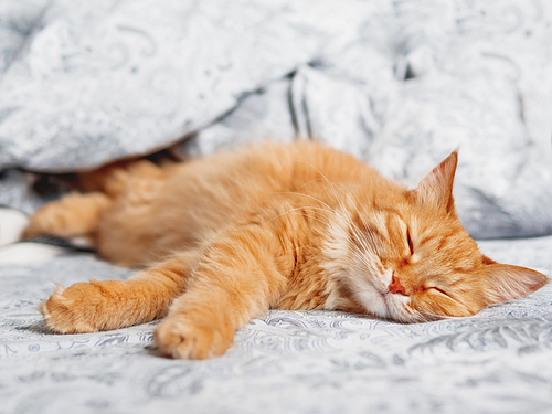 Cute ginger cat sleeps in bed. Fluffy pet has a nap with pleasure. Cozy morning bedtime.