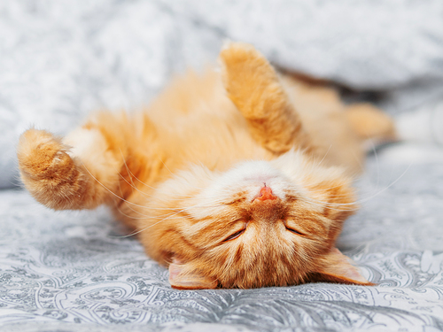 Cute ginger cat sleeps belly up. Fluffy pet has a nap in bed. Cozy morning bedtime.