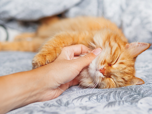 Woman strokes cute ginger cat sleeping in bed. Fluffy pet has a nap with pleasure. Cozy morning bedtime.