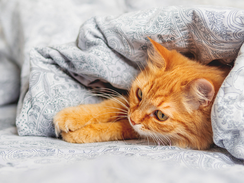 Cute ginger cat sleeps under the blanket. Fluffy pet has a nap in bed. Cozy morning bedtime.