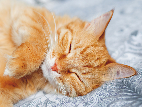 Close up portrait of cute sleeping cat. Fluffy ginger pet has a nap in bed. Cozy morning bedtime.