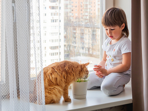 Toddler boy sits on windowsill and feeds cute ginger cat with green grass from flower pot. Little child with fluffy pet. Specially grown plant for domestic animal.