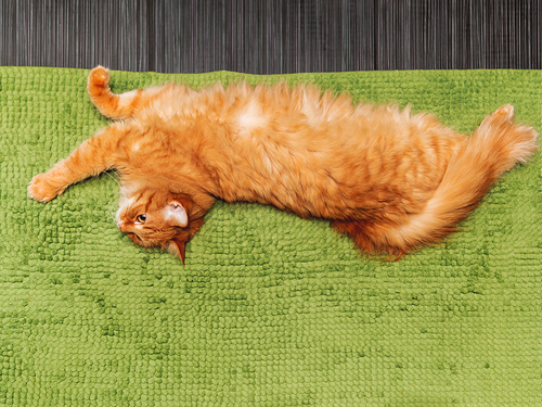 Cute ginger cat lying on green fluffy bathroom rug. Furry pet staring on something . Cozy home.