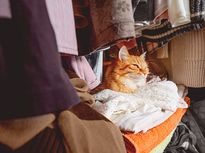 Cute ginger cat sleeps on pile of clothes. Fluffy pet has a nap in wardrobe. Domestic animal comfortably settled to sleep among towels and outfits.