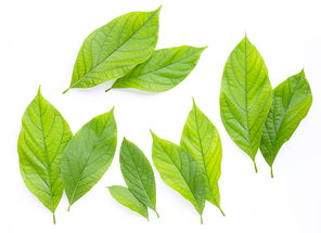 Avocado leaves on white background. Top view