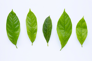 Avocado leaves on white background.