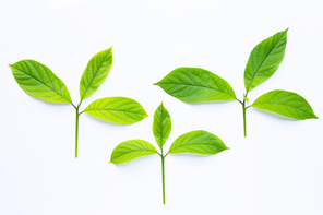 Avocado fresh leaves on white background.